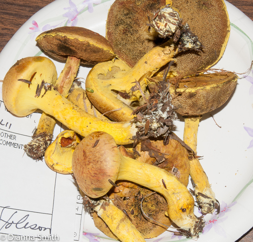 Pulveroboletus ravenelii02976