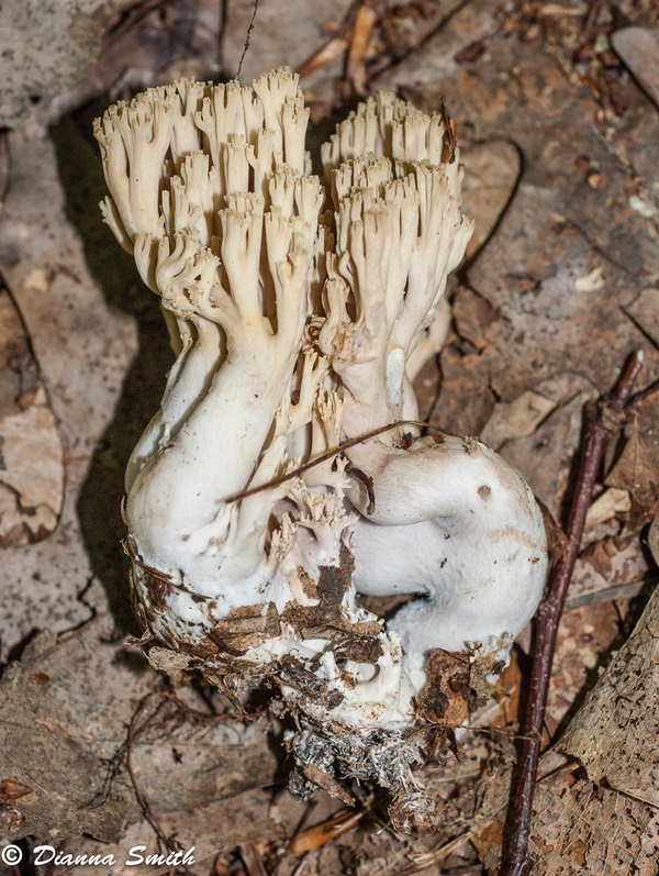 Ramaria fumigata01163