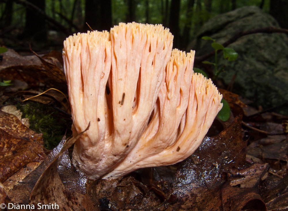 Ramaria sp.3070