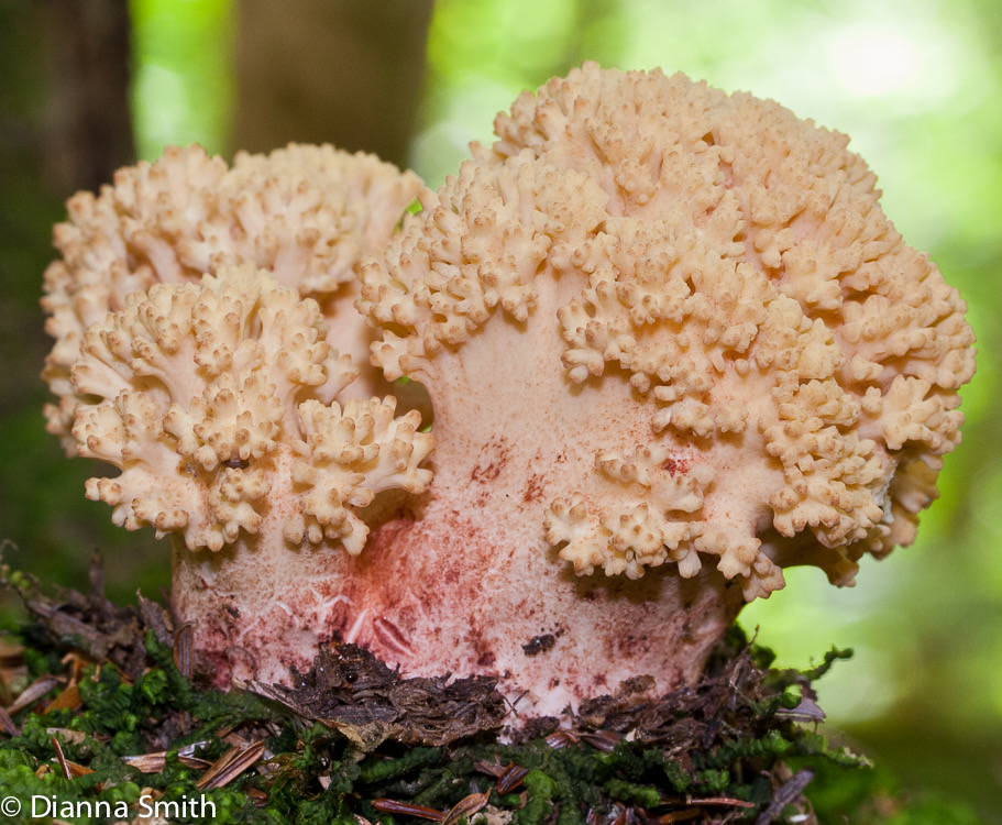 Ramaria sp._1290