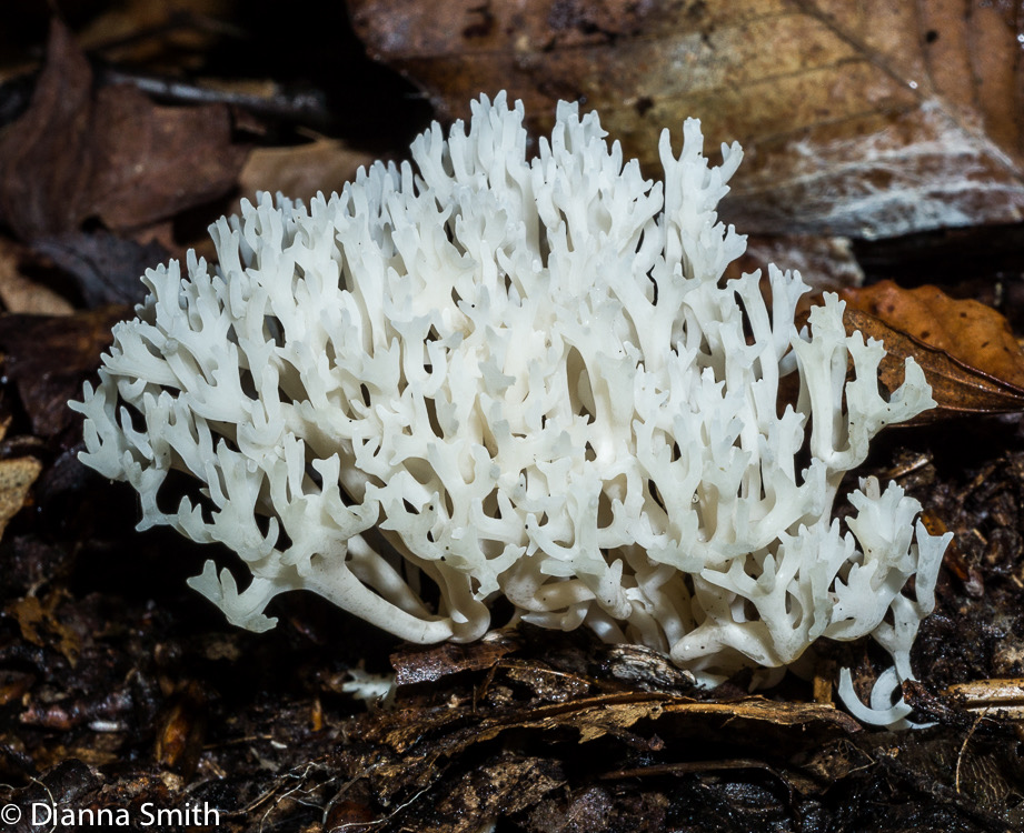 Ramariopsis kunzei02454