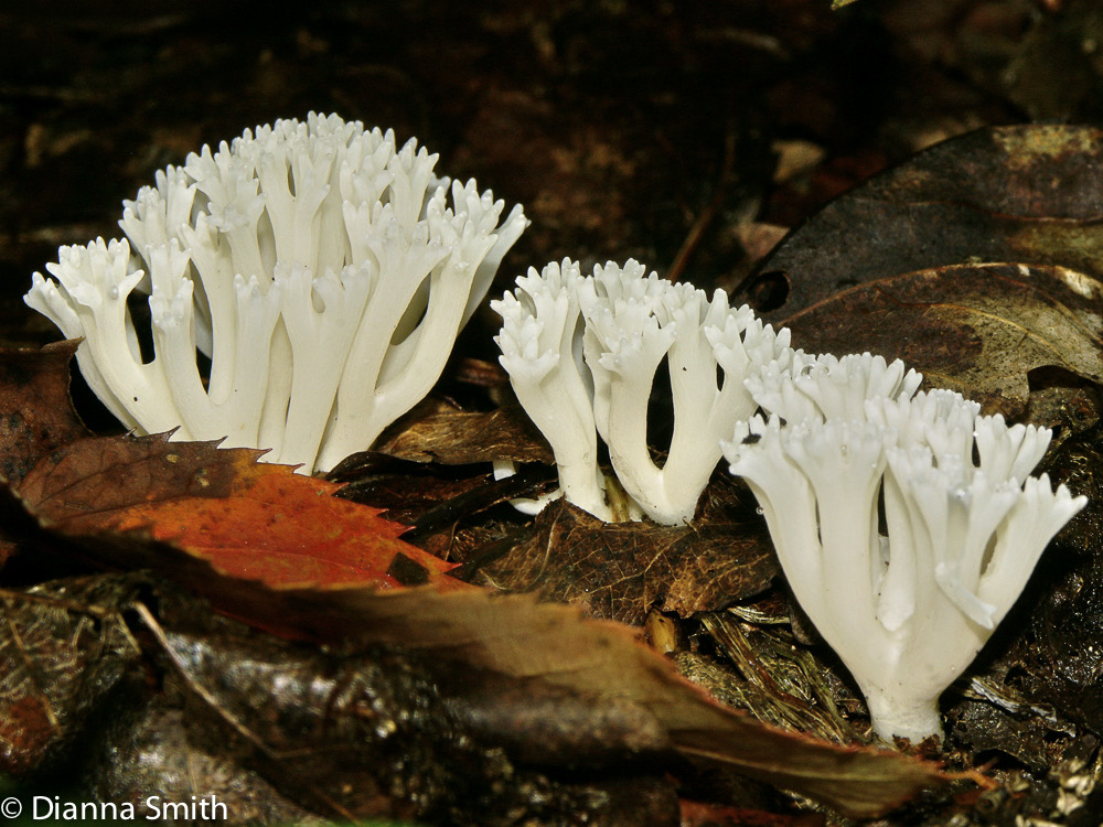 Ramariopsis kunzei1625e