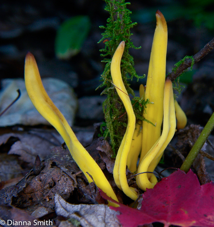 Ramariopsis laeticolor9580