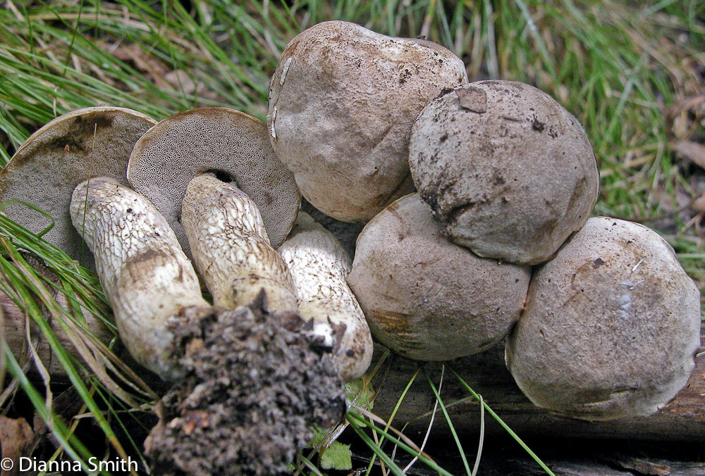 Retiboletus griseus 5340