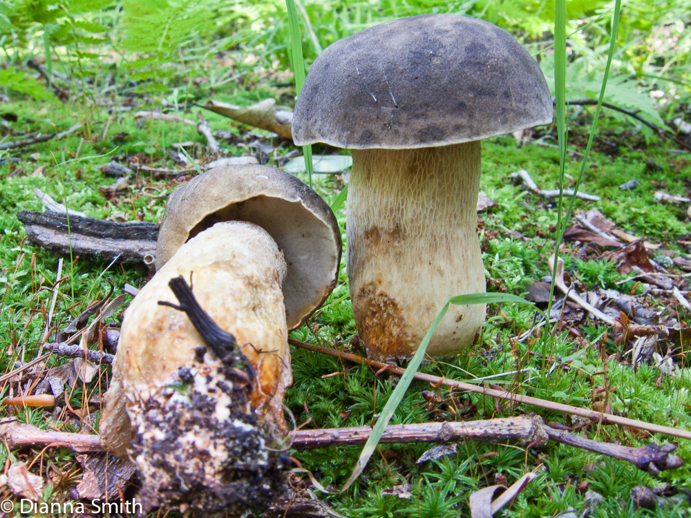 Retiboletus griseus2751