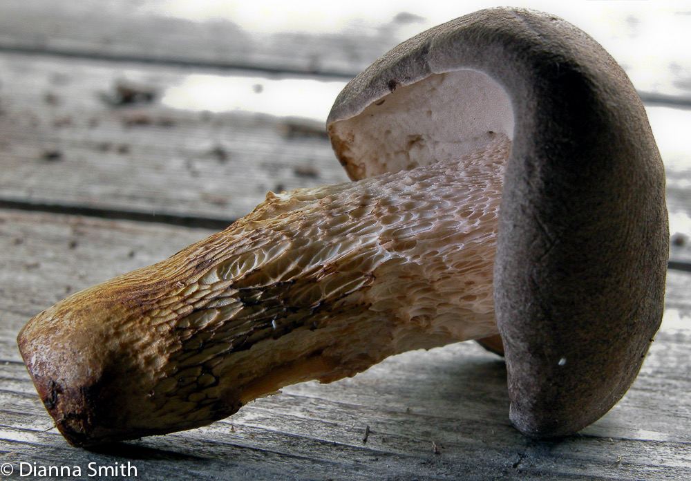 Retiboletus griseus6567