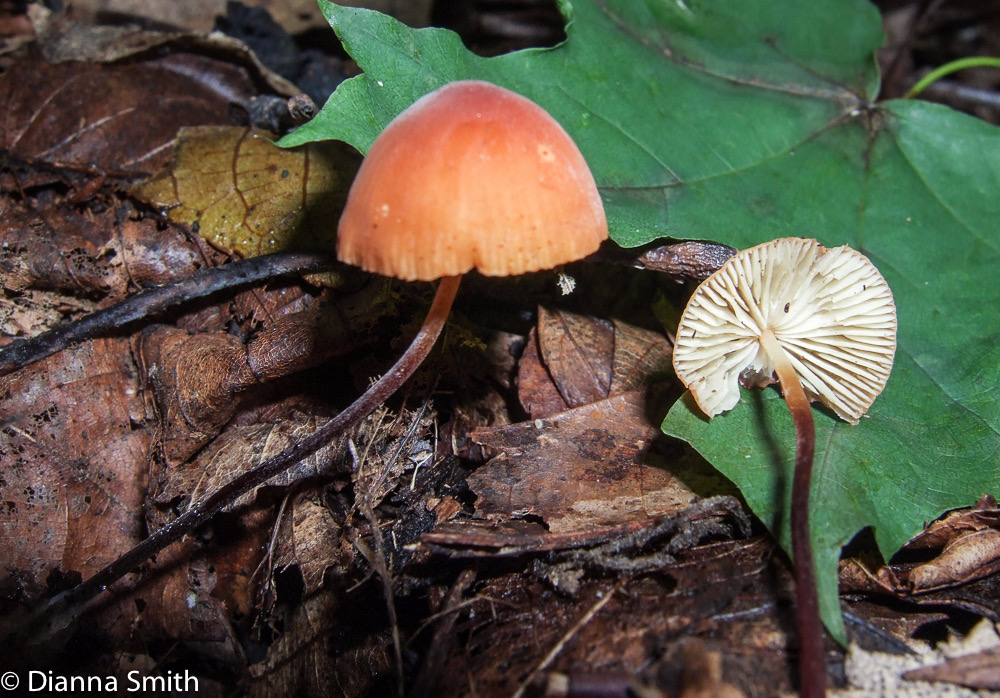Rhizomarasmius pyrrhocephalus3859
