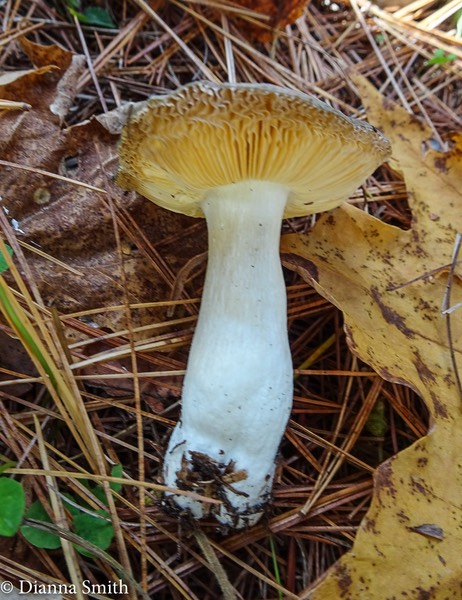 Russula albida Peck 06051