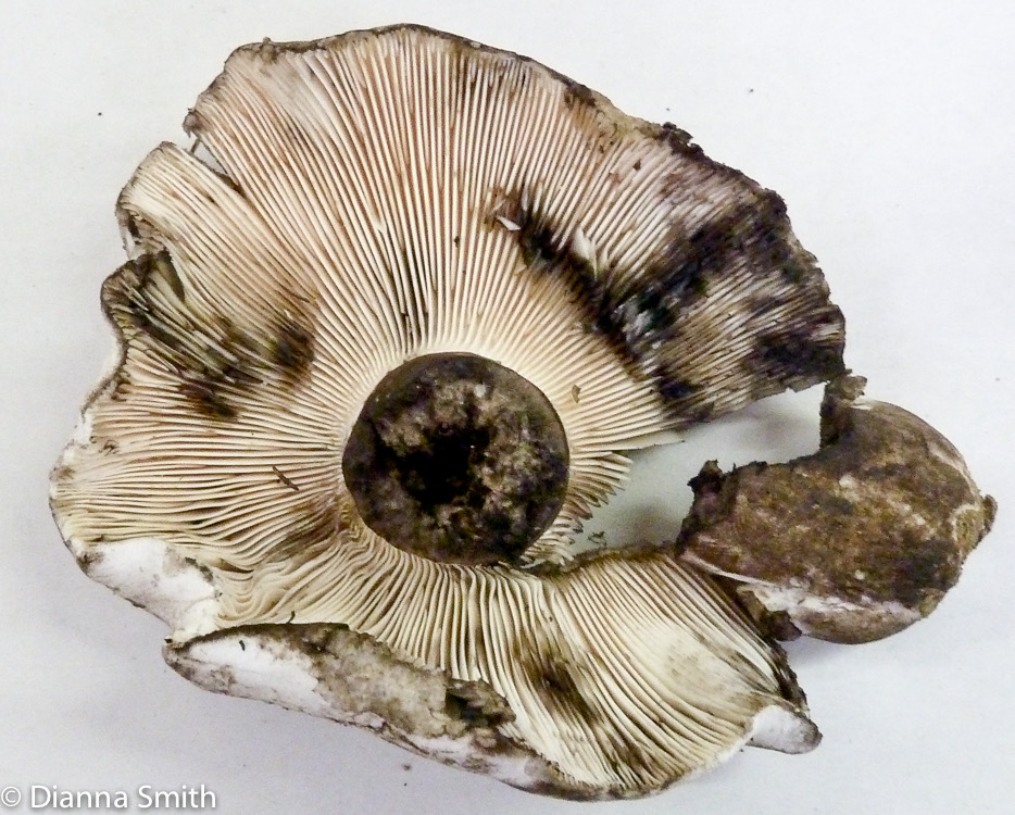 Russula albonigra1020066
