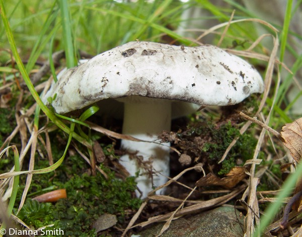 Russula albonigra3399