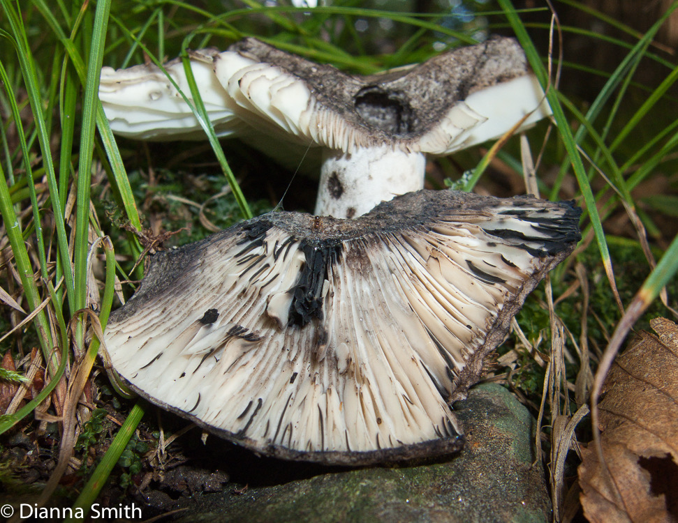 Russula albonigra3447