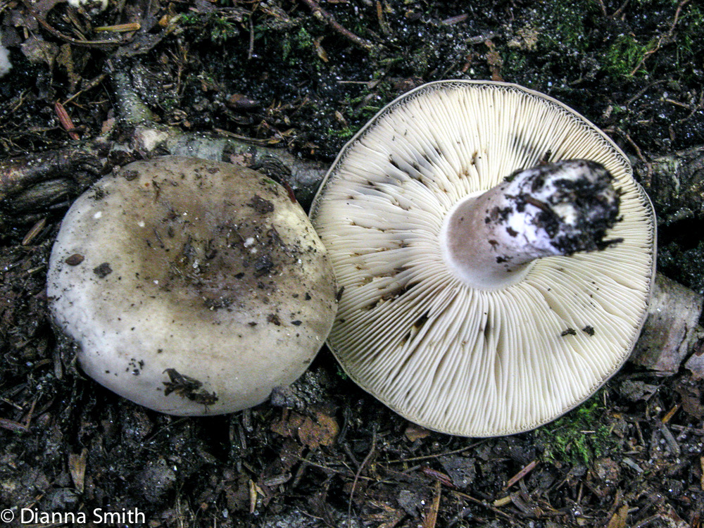 Russula albonigra7208