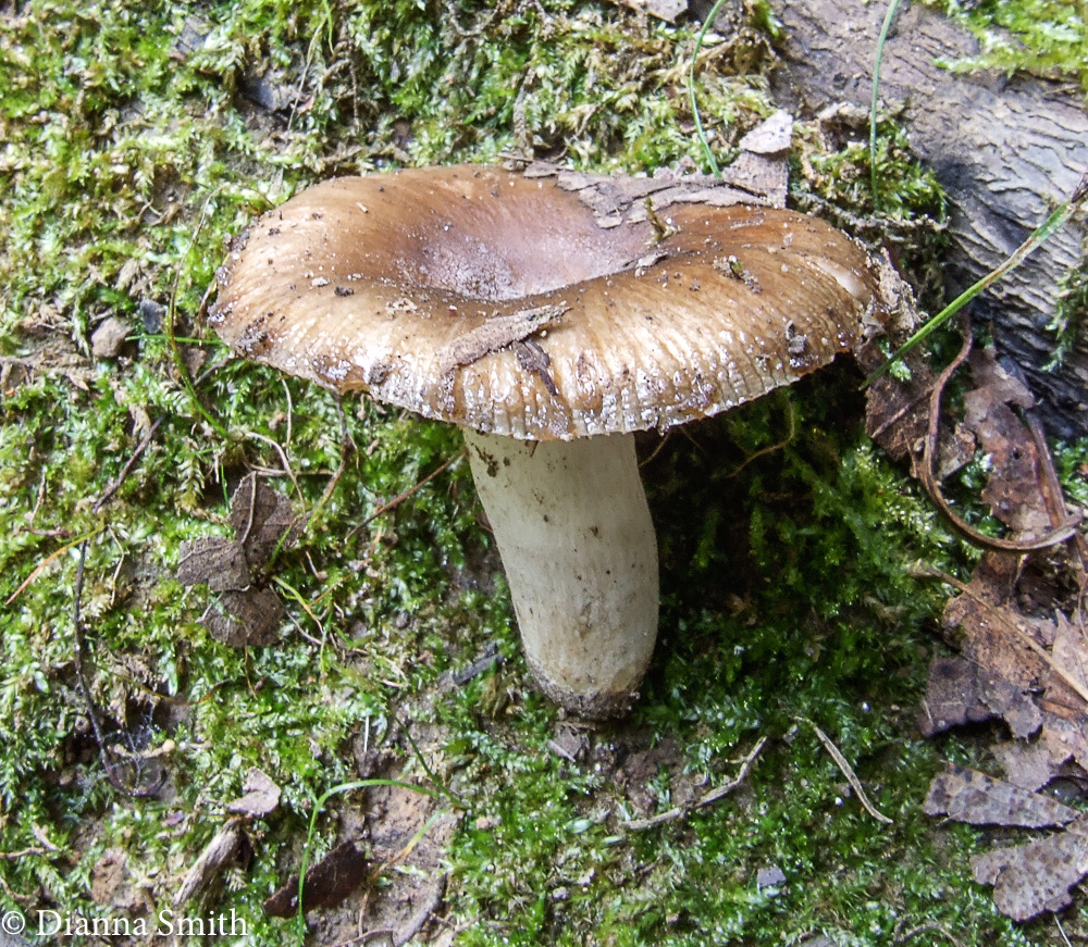 Russula amoenolens brown 9063
