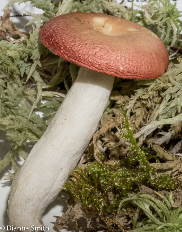 Russula aquosa01519