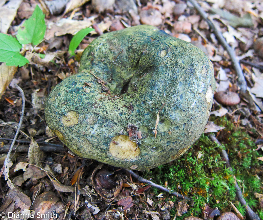 Russula atroviridis_1329