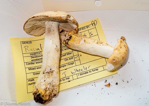 Russula ballouii1321