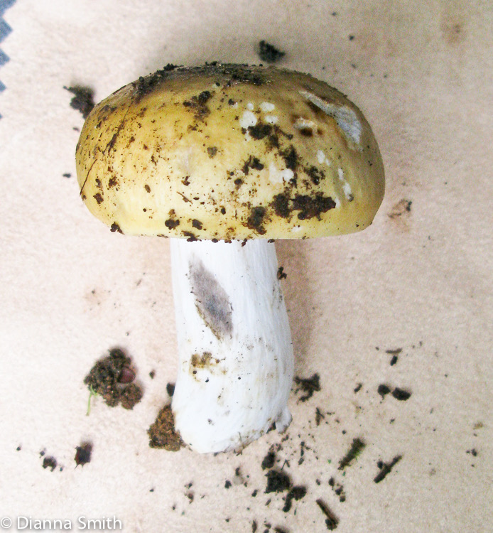 Russula blackening1186
