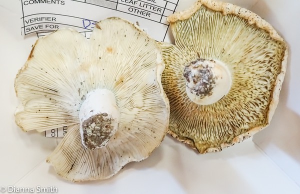 Russula brevipes var. acrior 03021