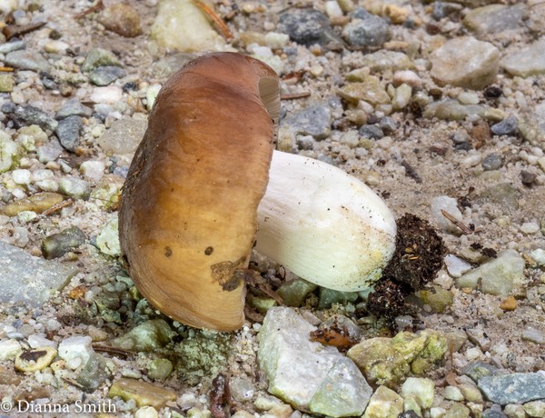 Russula brunneoviolacea 3349