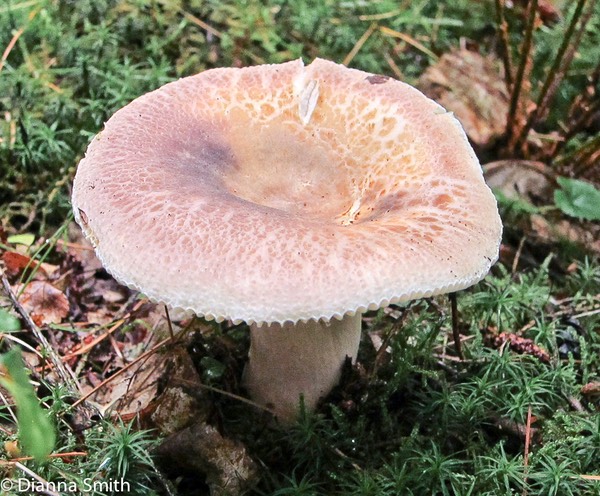 Russula crustosa_2000