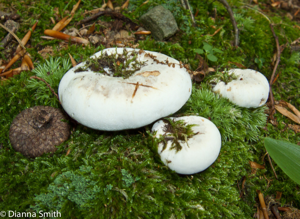 Russula densifolia3548