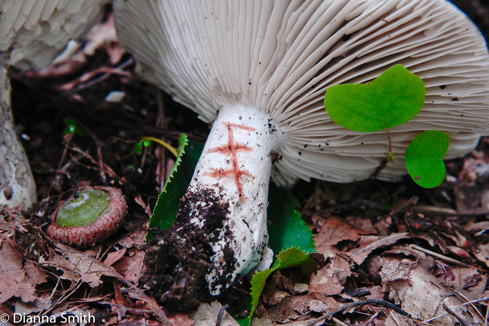 Russula dissimulans8120