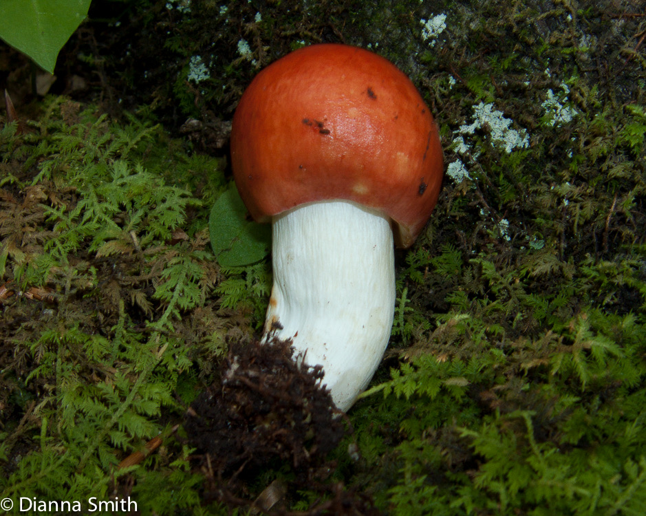 Russula emetica3522