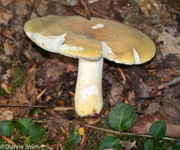 Russula flavida1010069