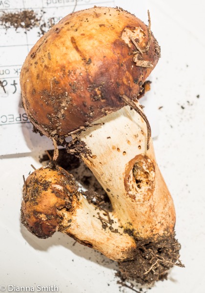 Russula foetentula 3145