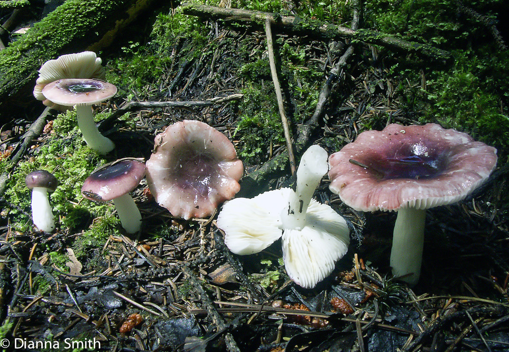 Russula fragilis1343