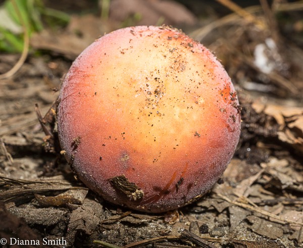 Russula fucosa06797