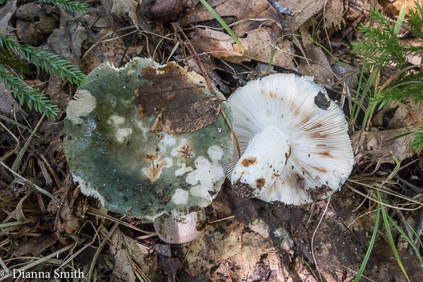 Russula green2032