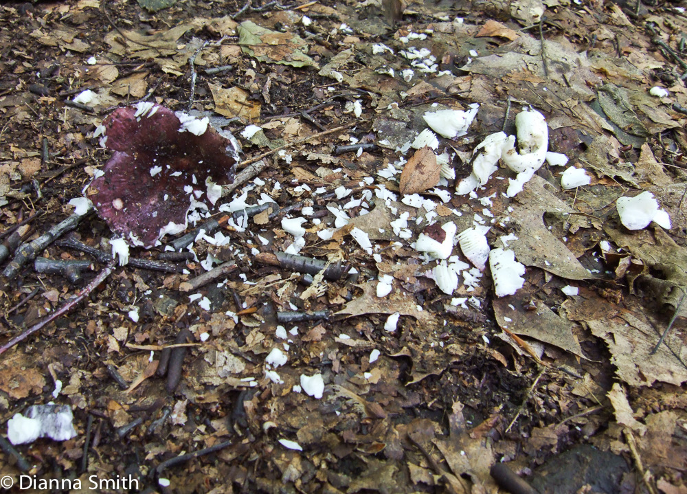 Russula kicked 1969