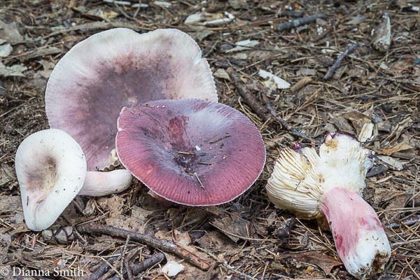 Russula mariae 03510