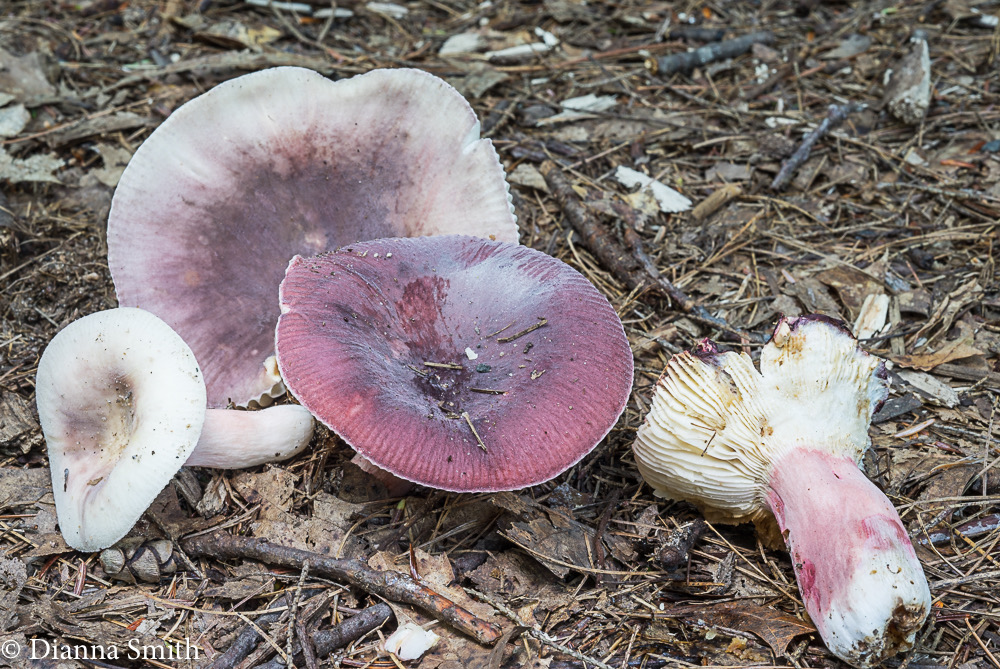 Russula mariae 03510