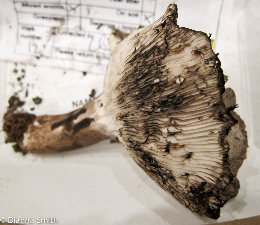 Russula michiganensis_2200