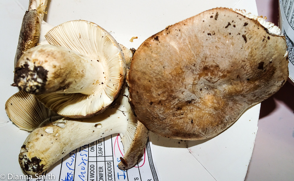Russula modesta 03053