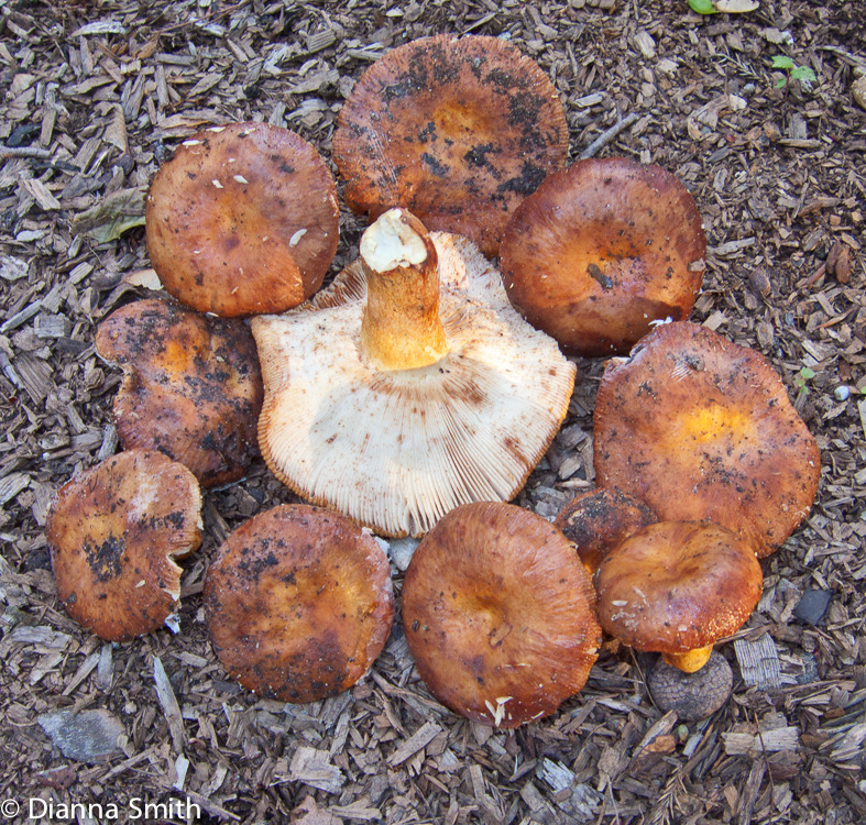 Russula mutabilis3745