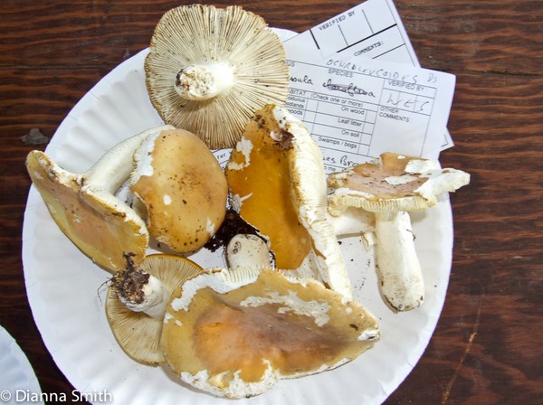 Russula ochrleucoides 9454-1