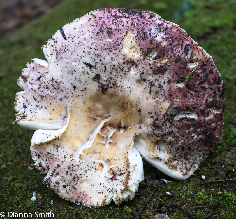 Russula ornaticeps01673