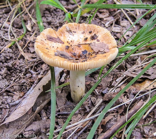 Russula pectinoides_1588