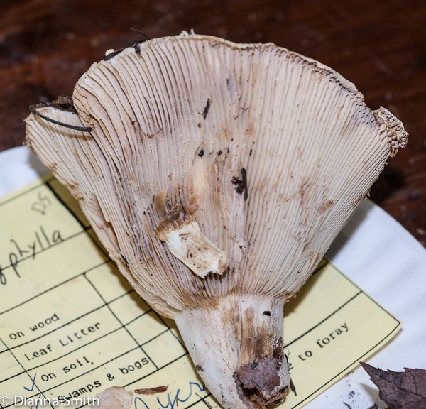 Russula polyphylla01538