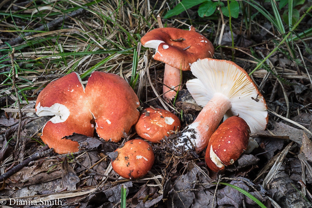 Russula pulchra 04183
