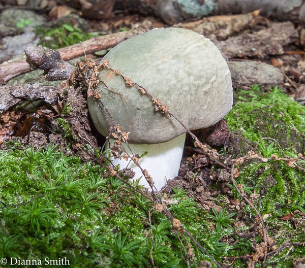 Russula redolens ?green 2820