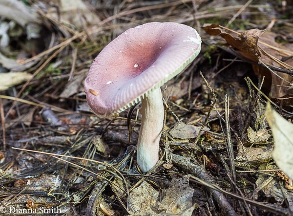 Russula roseipes 01360