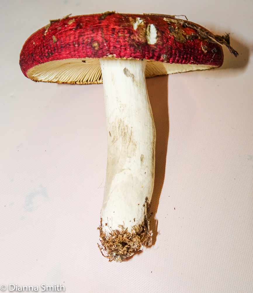 Russula rubescens 03044