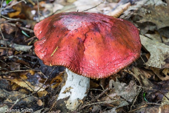 Russula rubescens 03213