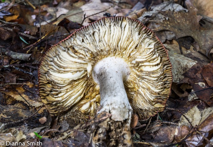 Russula rubescens 03215