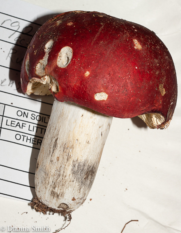 Russula rubescens03010