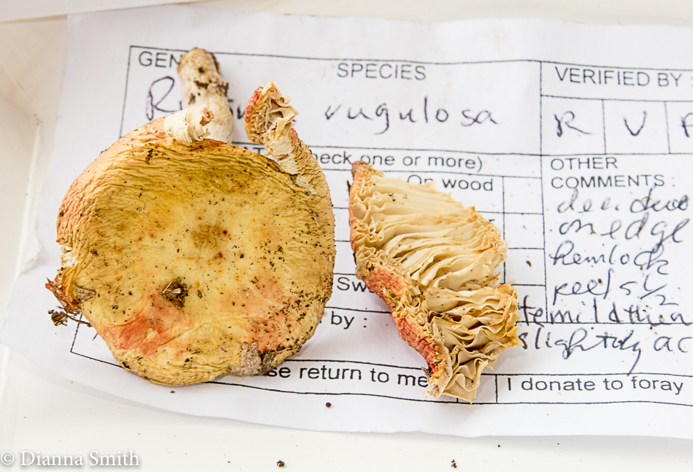 Russula rugulosa 0816